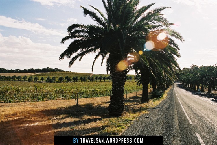 barossa_valley