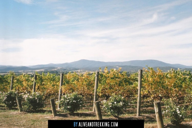 yarra-valley