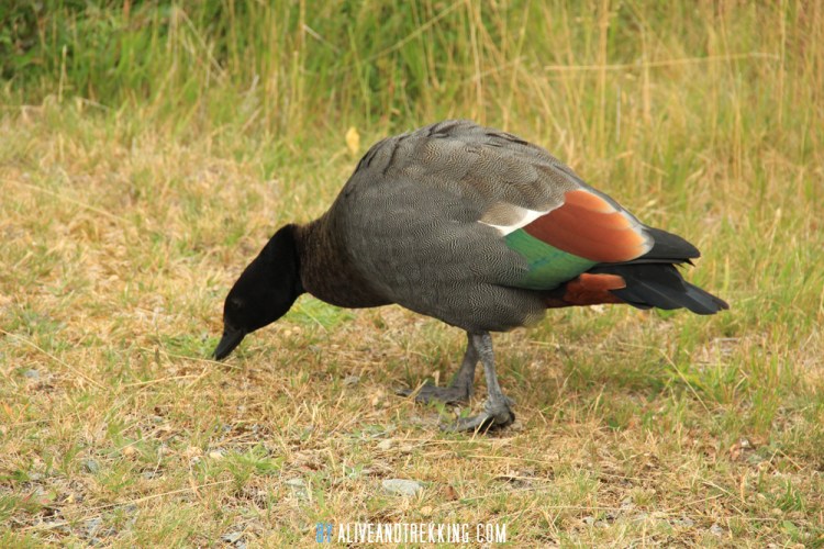 mt.cook_duck2