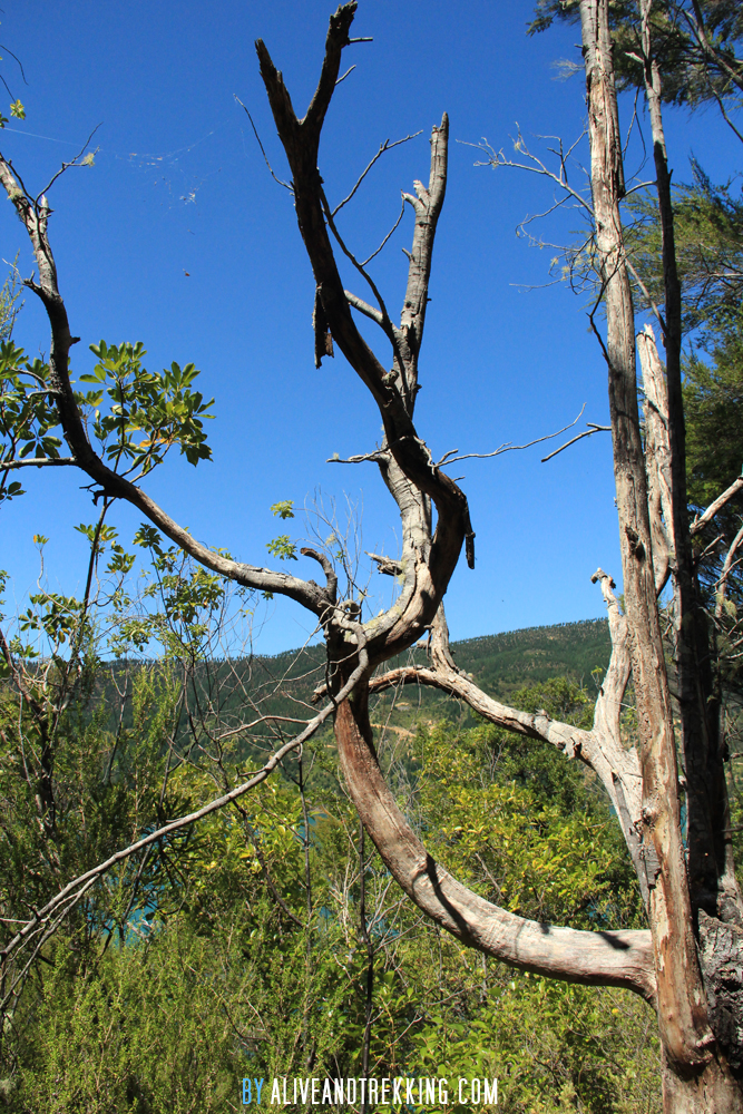 hopewell-bare-tree