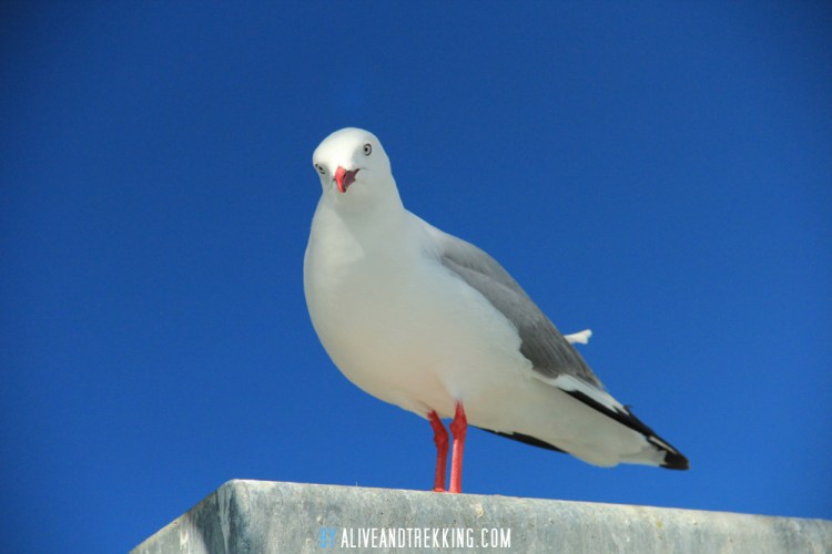 seagull