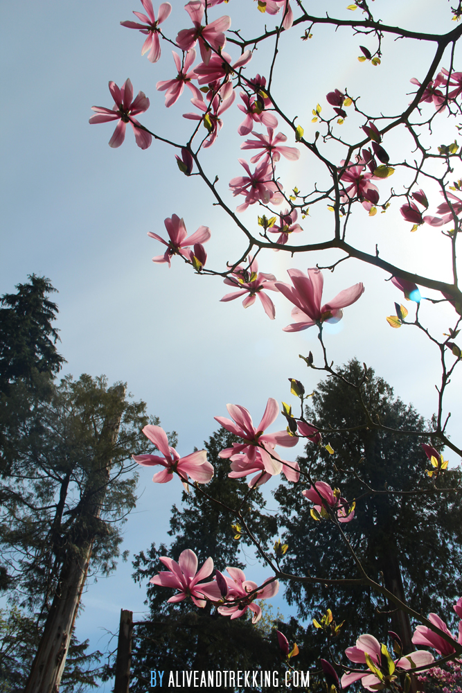 vancouver_magnolia