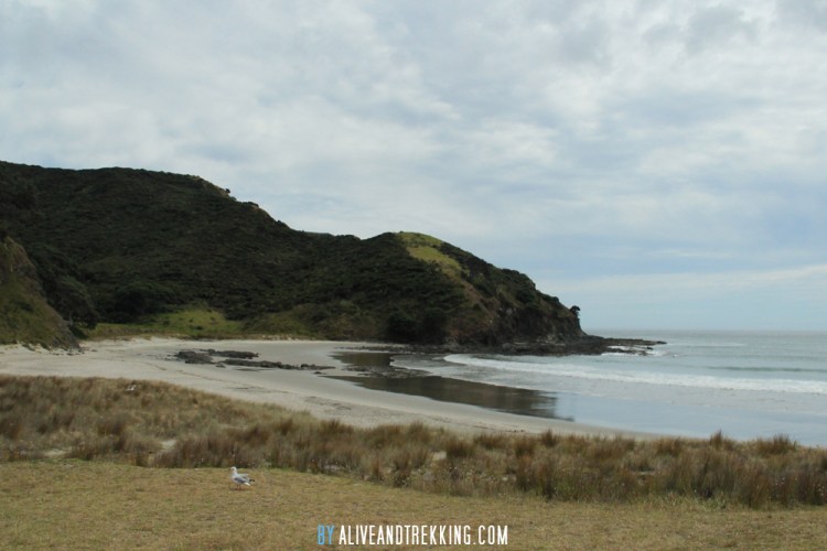 cape-reinga_nz-beach
