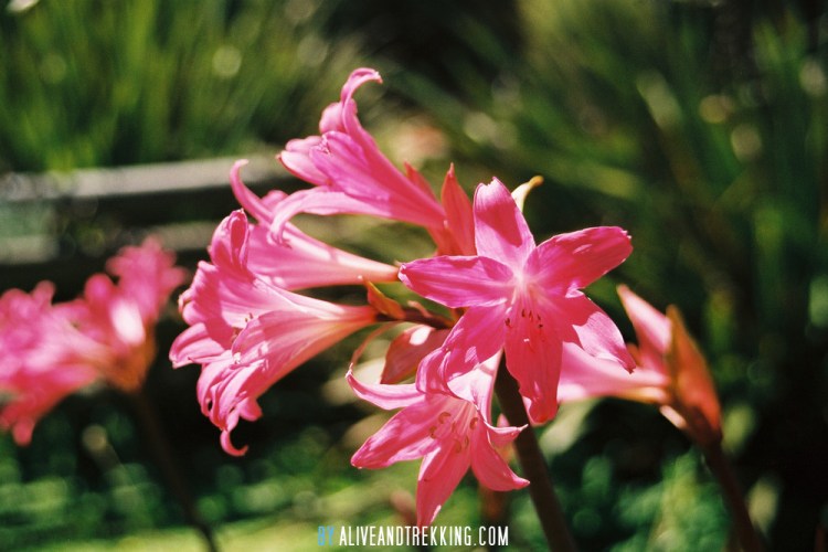 onuku-farmhostel_flower