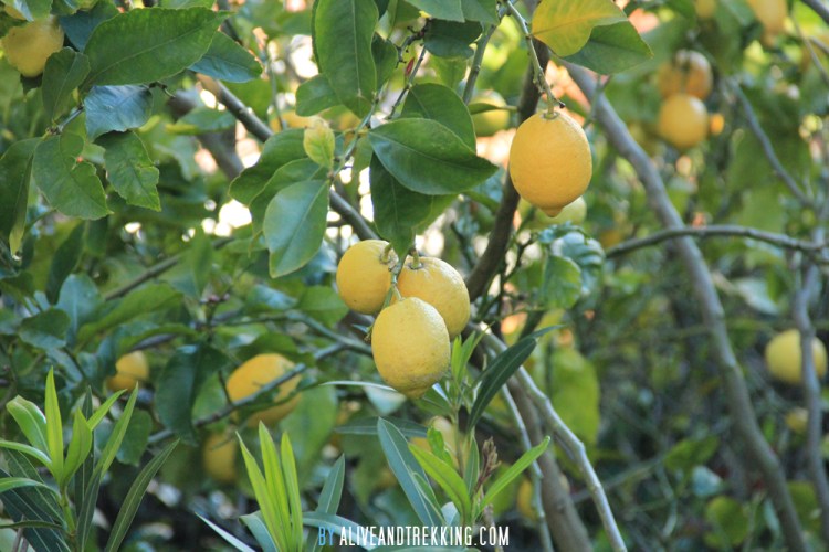 lemontree1