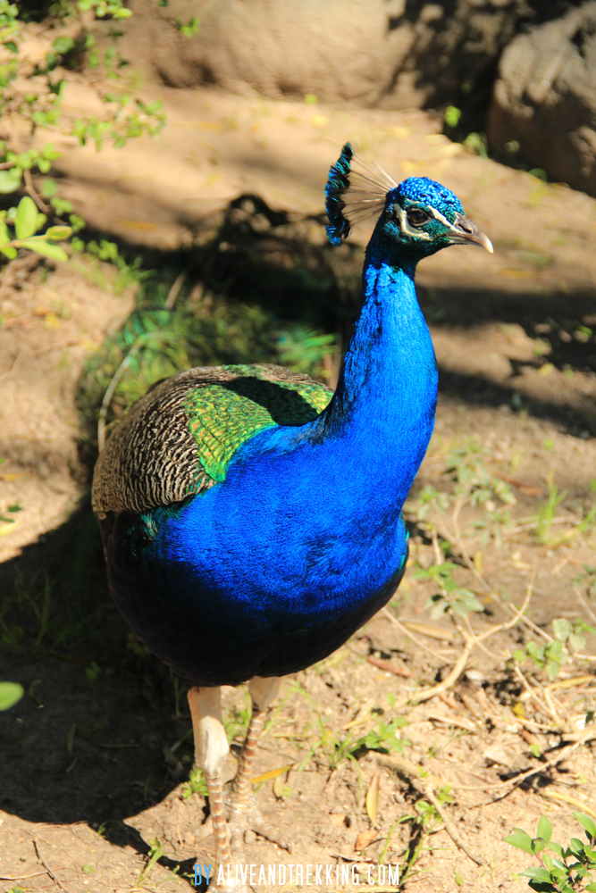 peacock1