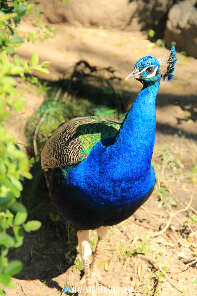 peacock2