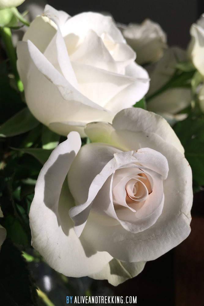 White roses – Alive and Trekking