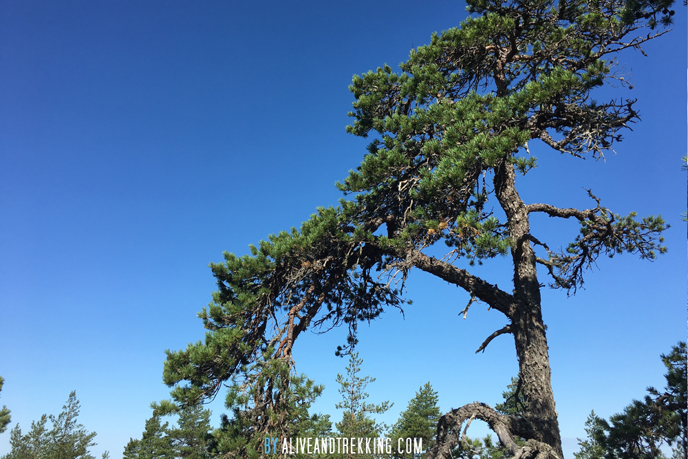 Slanted Fall Slant – Alive and Trekking